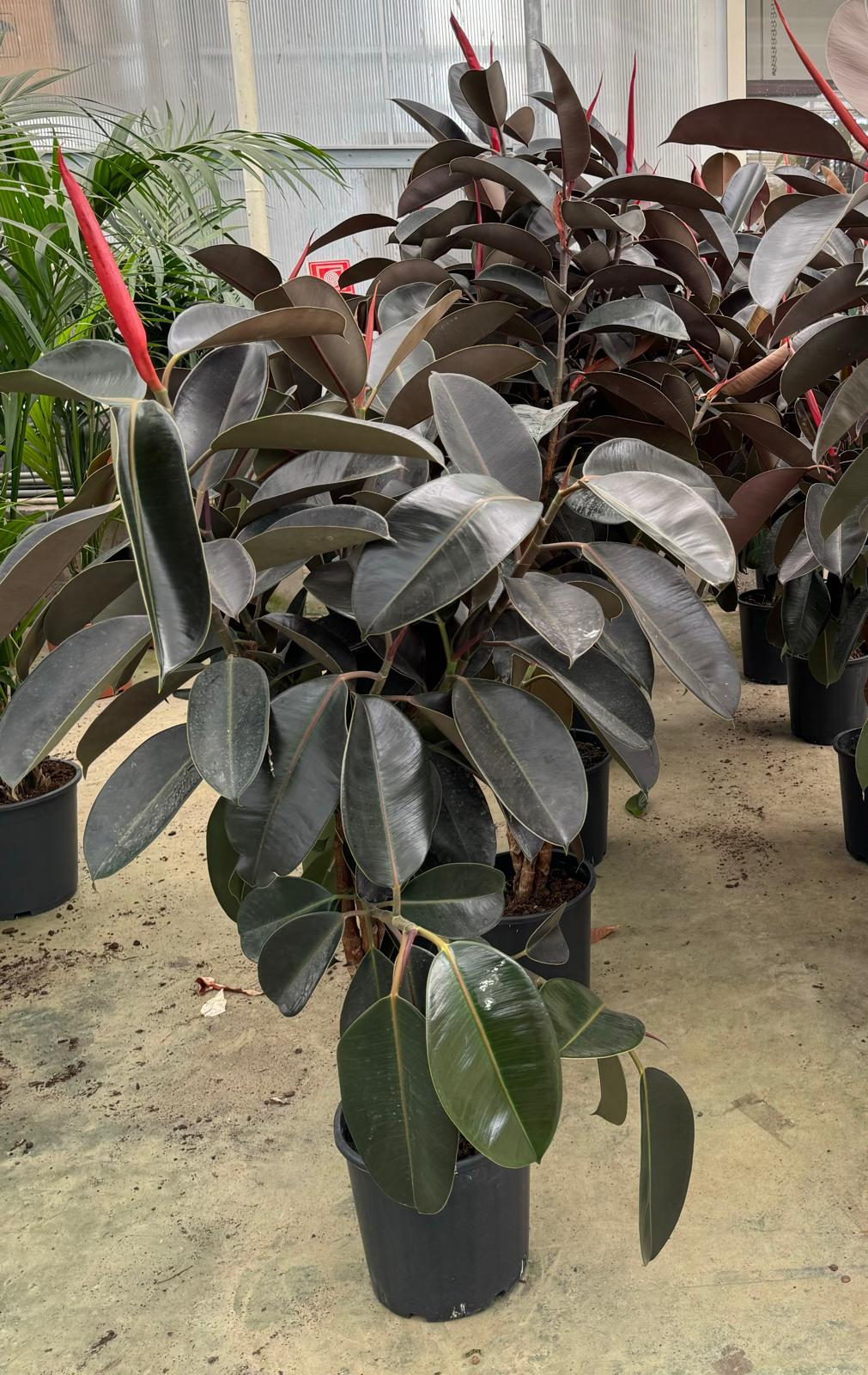 ficus elestica burgundil örgülü