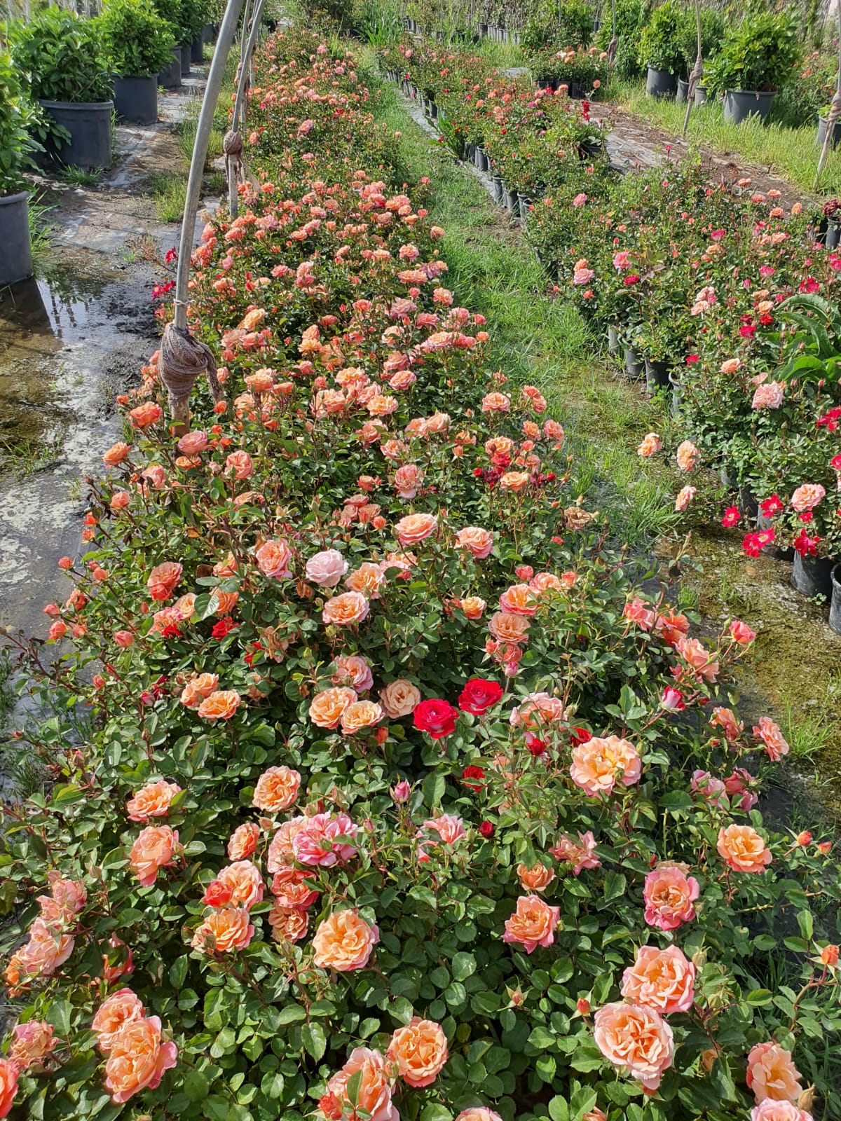 peyzaj-gülüRosa Rosa